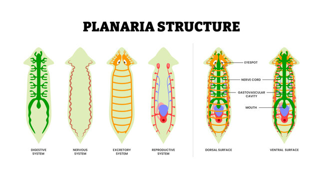 Planaria anatomy structure diagram. Digestive, nervous, excretory and reproductive system. Dorsal and ventral surface. Gastrovascular cavity, Nerve cord, Ganglion, Testis Ovary. Vector illustration