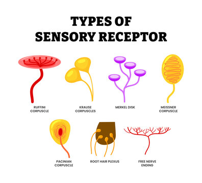 Different types of sensory receptor types in human skin vector illustration. Labeled ruffini, meissner, pacinian and krause corpuscle, merkel disk, root hair plexus and free nerve ending.