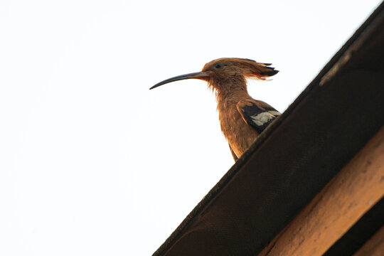 Eurasian hoopoe (Upupa epops) sitting on the roof