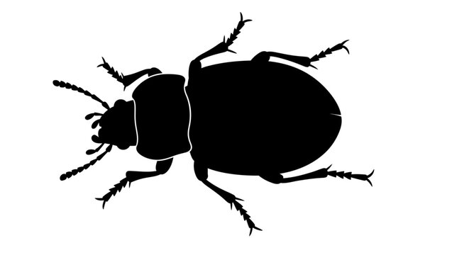 Black silhouette of a beetle insect.