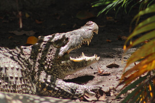 Close-up profile of an alligator emerging from murky green water with floating leaves.