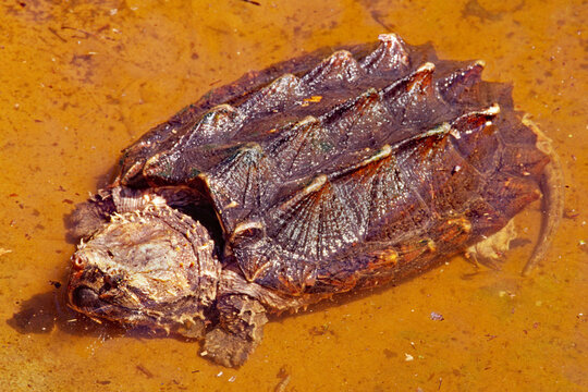 Alligator snapping turtle, Macrochelys temminckii.