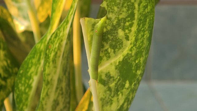  A leaf-eating caterpillars