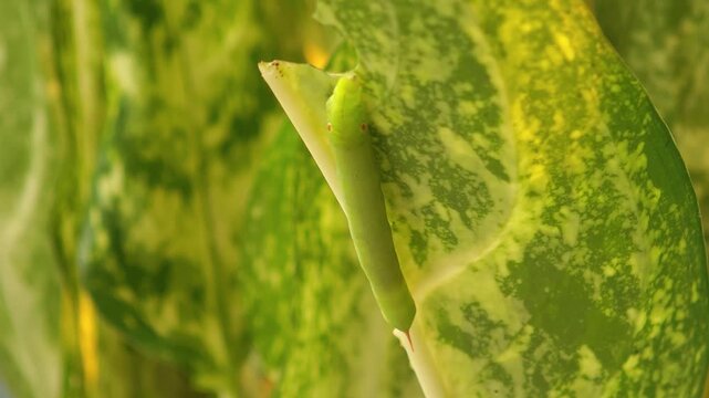  A leaf-eating caterpillars