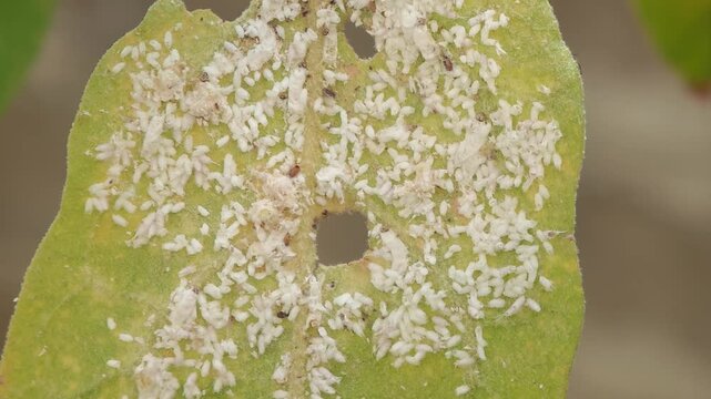 Aphids in garden vegetables.