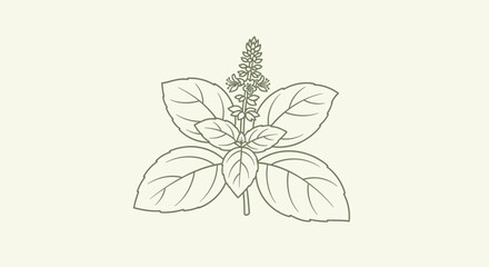 Fototapeta premium Basil plant illustration botanical artwork of leafy green herb for design
