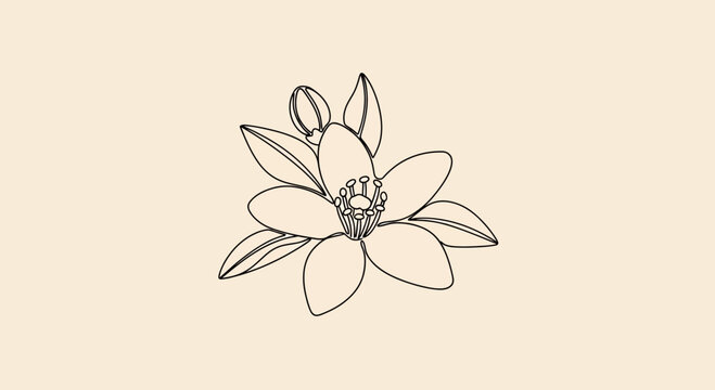 Bergamot fruit and leaves illustration on light beige background for design