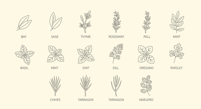 Collection of various herbs and spices in line art style for culinary use
