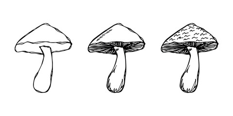 Hand drawn mushroom doodle set Botanical illustration Cute autumn mushroom Healthy eco food Organic vegetarian food For stickers, greeting card, design, print, packaging, decor, kids books © Daria Shane