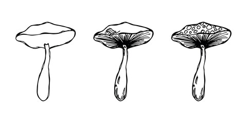 Hand drawn mushroom doodle set Botanical illustration Cute autumn mushroom Healthy eco food Organic vegetarian food For stickers, greeting card, design, print, packaging, decor, kids books © Daria Shane