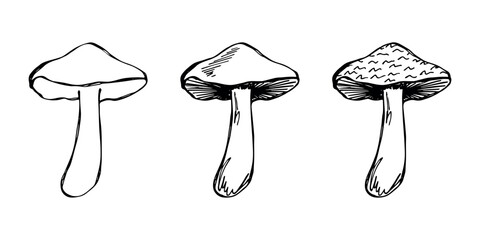 Hand drawn mushroom doodle set Botanical illustration Cute autumn mushroom Healthy eco food Organic vegetarian food For stickers, greeting card, design, print, packaging, decor, kids books © Daria Shane