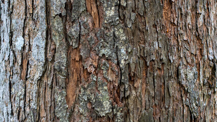 Obraz premium Tree Bark Texture Background Natural Wood Pattern Close Up