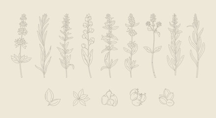 Fototapeta premium Elegant botanical line art collection of herbs and flowers on beige background