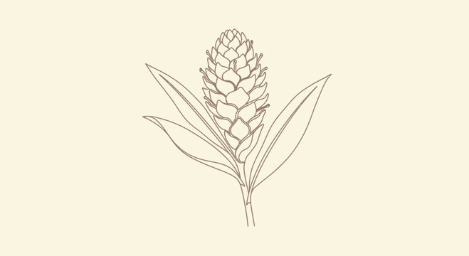 Elegant botanical line art illustration of a ginger flower on neutral backdrop
