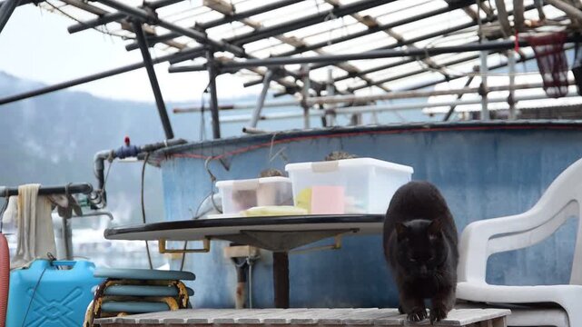 日向東港の黒猫 （福井県三方郡美浜町, 2026年2月）