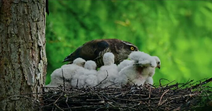 A video shows a family of eagle sitting in their nest high up in a tree surrounded by lush greenery in a serene natural environment.