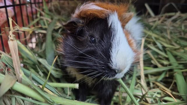 A close-up shot of a guinea pig eating grass in its cage.