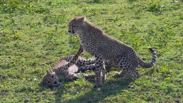 A video of two wildcheetah in a lush green field on a sunny day