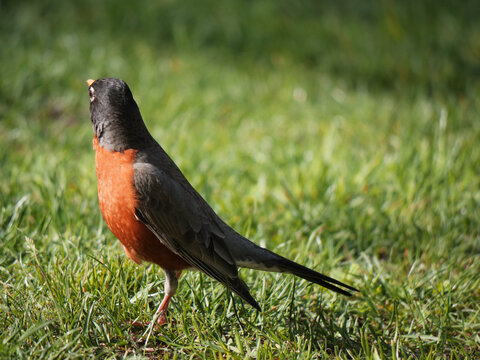 American Robin at the Cheam Lake Wetlands Regional Park during a spring season in Rosedale, Fraser Valley, British Columbia, Canada