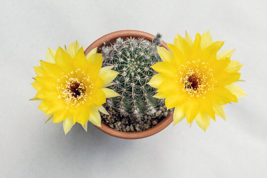 Echinopsis aurea, the Golden Easter Lily cactus, is native to Argentina
