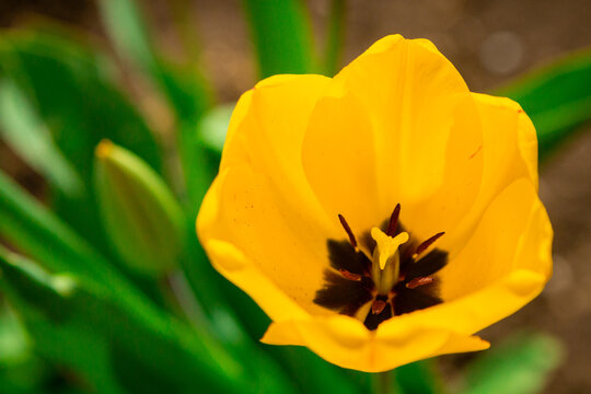 Yellow open tulips in early spring. image for design.