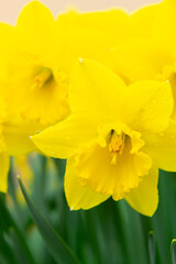 Fototapeta premium Yellow daffodils close-up, image for design.