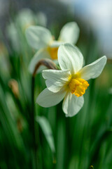 Fototapeta premium Yellow daffodils close-up, image for design.