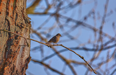 Fototapeta premium bird on a branch, (Saxicola caprata) 