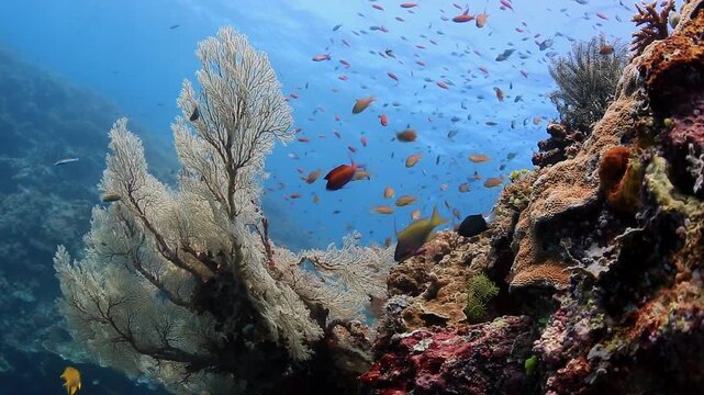 Tropical Coral Reef with Colorful Fish and Sea Fan in Clear Blue Water