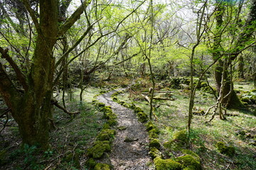 Fototapeta premium fine pathway and old trees in the spring sunlight