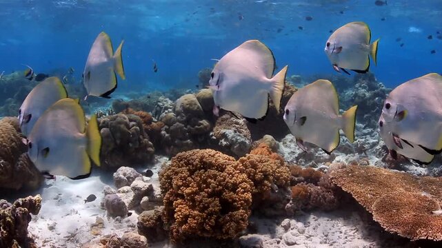 School of Platax Batfish Swimming Over Sunlit Coral Reef