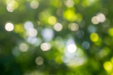 Fototapeta premium Abstract nature background of leaves with circular bokeh