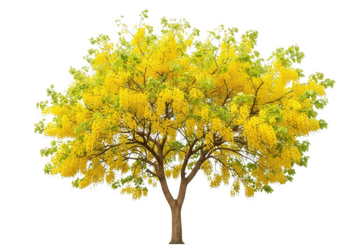 Blooming Golden Shower Tree (Cassia fistula) with vibrant yellow flowers isolated on white background, full shot