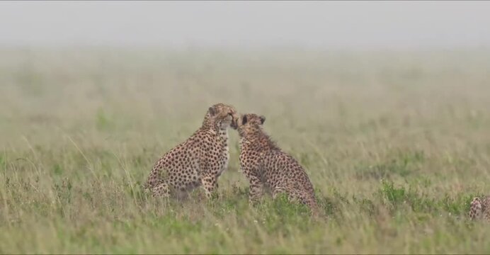 A video of two cheetahs sitting together in a serene savannah landscape with tall grass and a peaceful atmosphere
