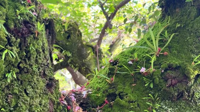 鮮やかな苔に覆われた木と新緑と青空
