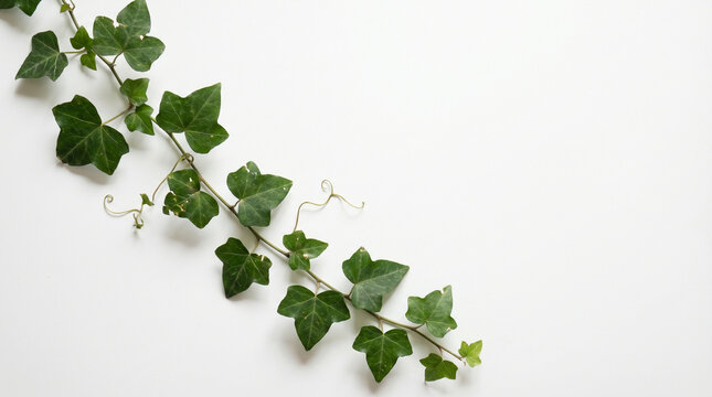 Ivy Leaves Flat Lay on White Background Minimal Style