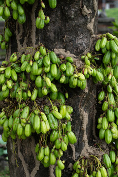 Fresh Green Bilimbi Fruits Growing on Tree Trunk in Tropical Garden