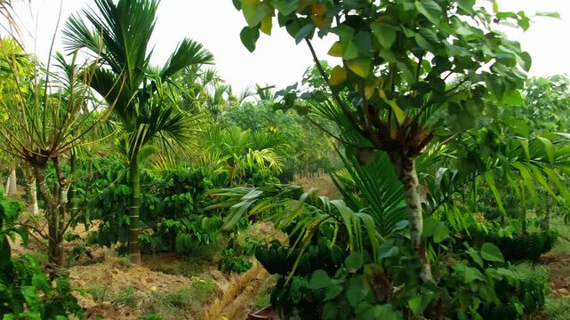mixed crop farm combining coffee trees and betel nut trees