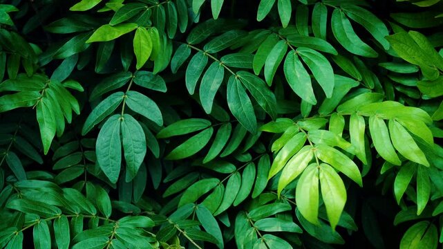 Lush green leaves pattern swaying in the wind with dark moody background.
