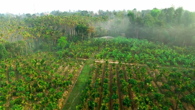 mixed crop farm combining coffee trees and betel nut trees