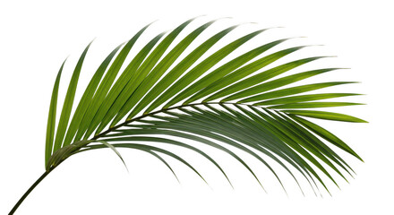 Single green palm leaf isolated on transparent background © MDTOUFICKAHAMAD
