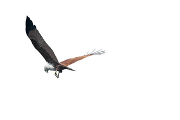 Fototapeta premium Brahminy kite (Haliastur indus) png