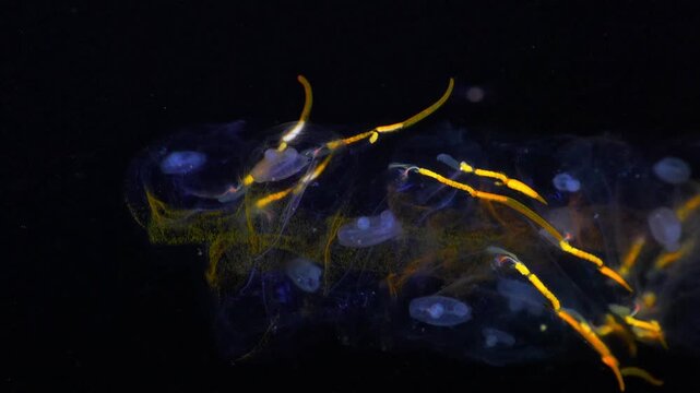 Macro of a transparent Helicosalpa virgula drifting in the deep ocean at night