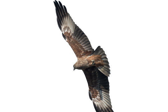 Brahminy kite (Haliastur indus) png
