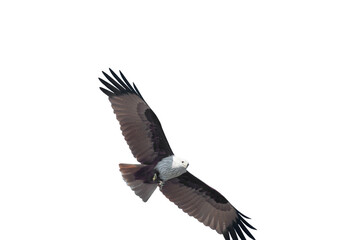 Fototapeta premium Brahminy kite (Haliastur indus) png