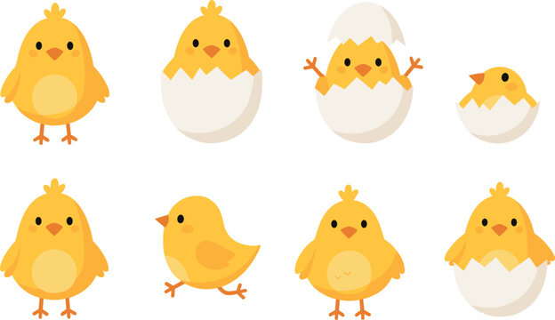 Cute yellow chick cartoon set with eggshell hatching poses isolated on white background, baby chicken characters vector illustration