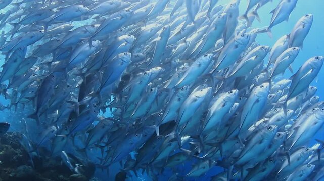Massive Jackfish School Rising Toward Ocean Surface