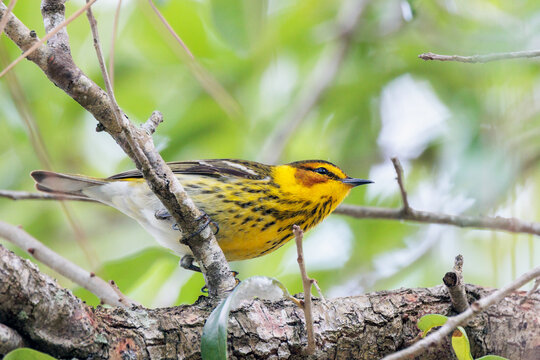 A Cape May warbler (Setophaga tigrina) in south Florida