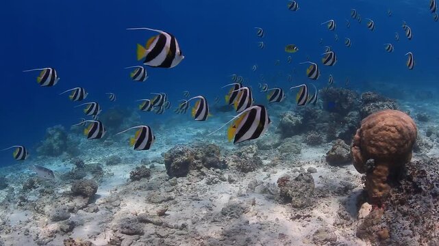 School of Pennant Coralfish Swimming Peacefully Over Sandy Seabed