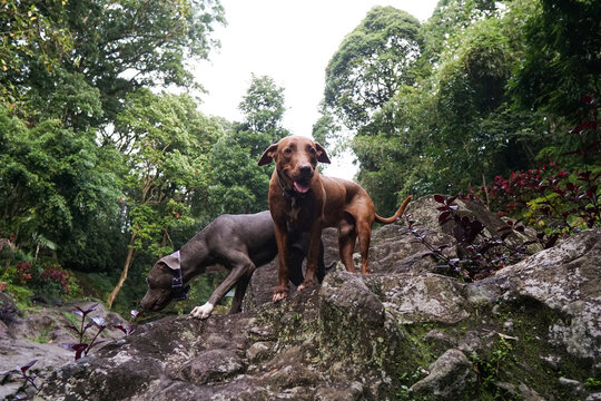 The Dogs Exploring Rocky Riverbank in Kalibendo Forest Banyuwangi.